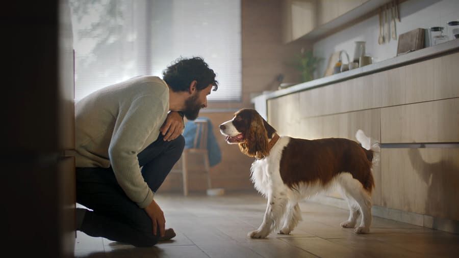 70 g Adventuros Filetes Maxi de B&uacute;falo para perros, , large Imagen numero 5